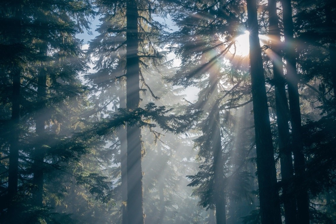 Sonnenstrahlen fallen durch Nebel in einen dichten Nadelwald.
